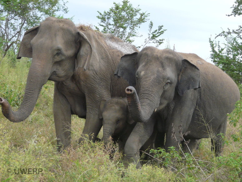 Asian elephant family.