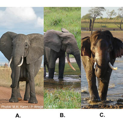 The three living species of elephants: African savannah elephant, African forest elephant and Asian elephant.