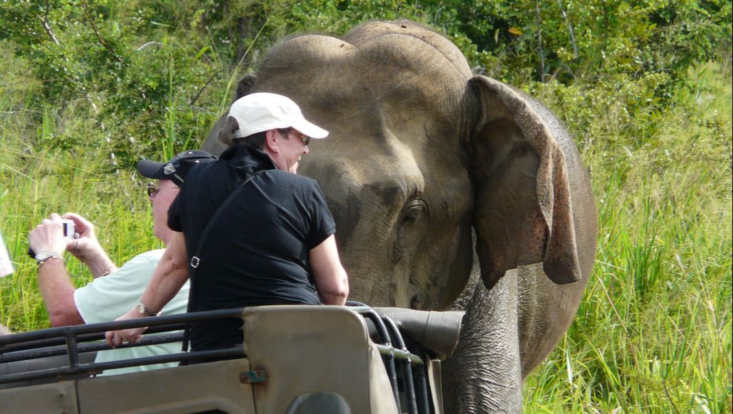 Elephant safari tips. Photo by Udawalawe Elephant Research Project, all rights reserved.