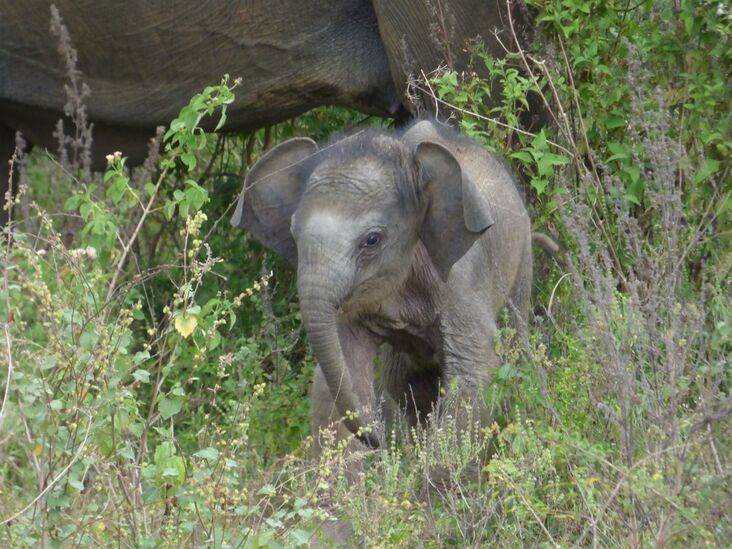 Baby elephant Forrest