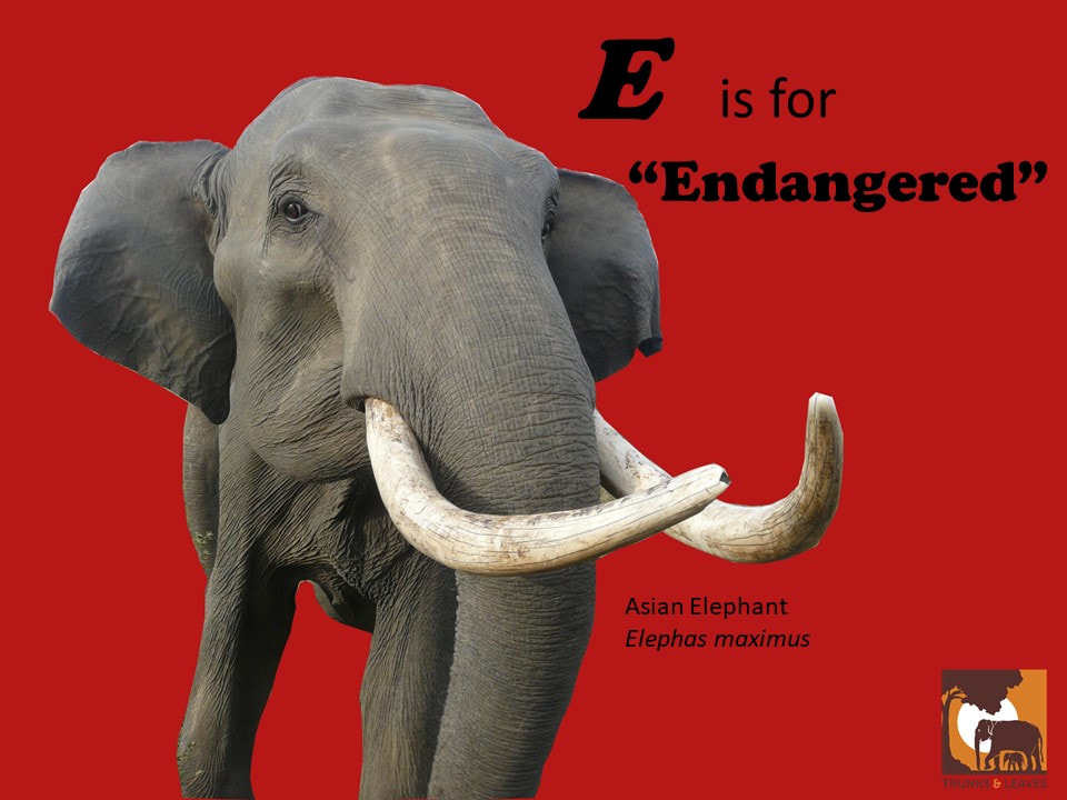 Endangered Asian Elephant Tusker