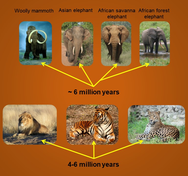 Cladogram, family tree, elephant evolution, elephant relatedness.