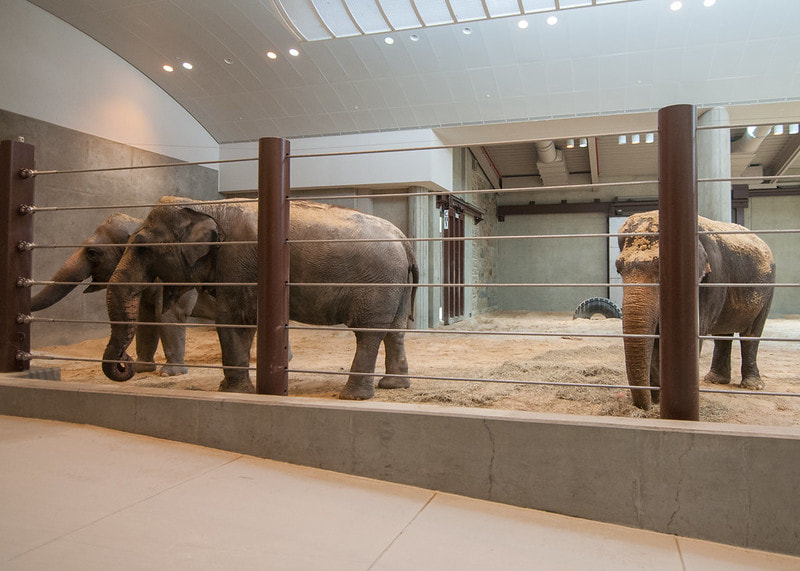 Asian Elephants at Smithsonian National Zoo