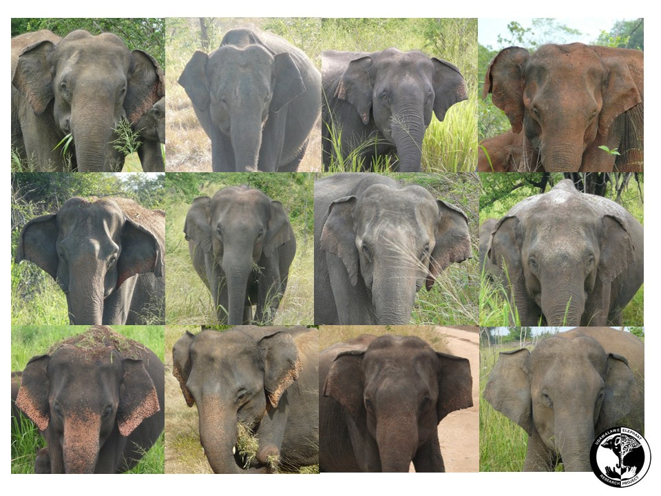 Asian elephant mugshots