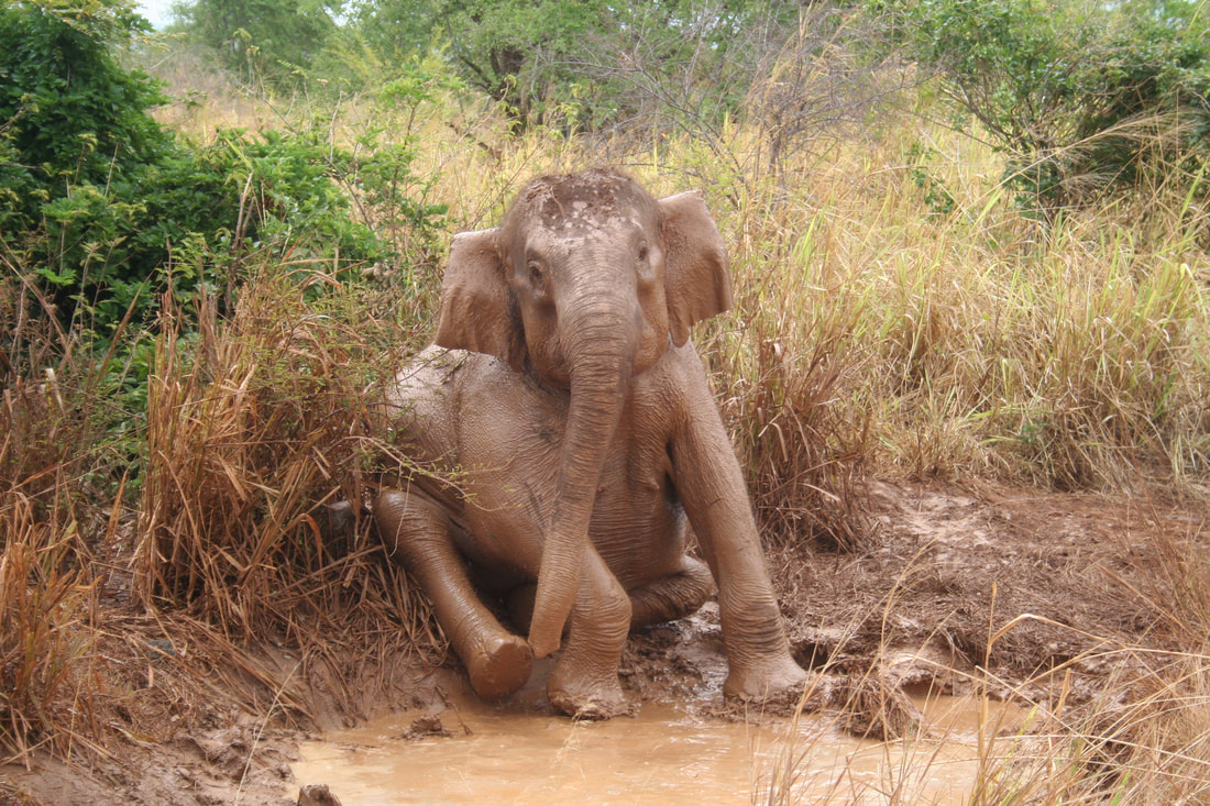 Cute Asian elephant in mud puddle.