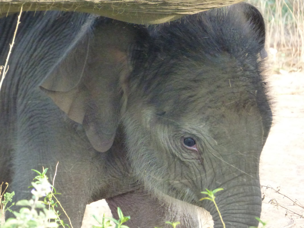 Baby elephant Fiona