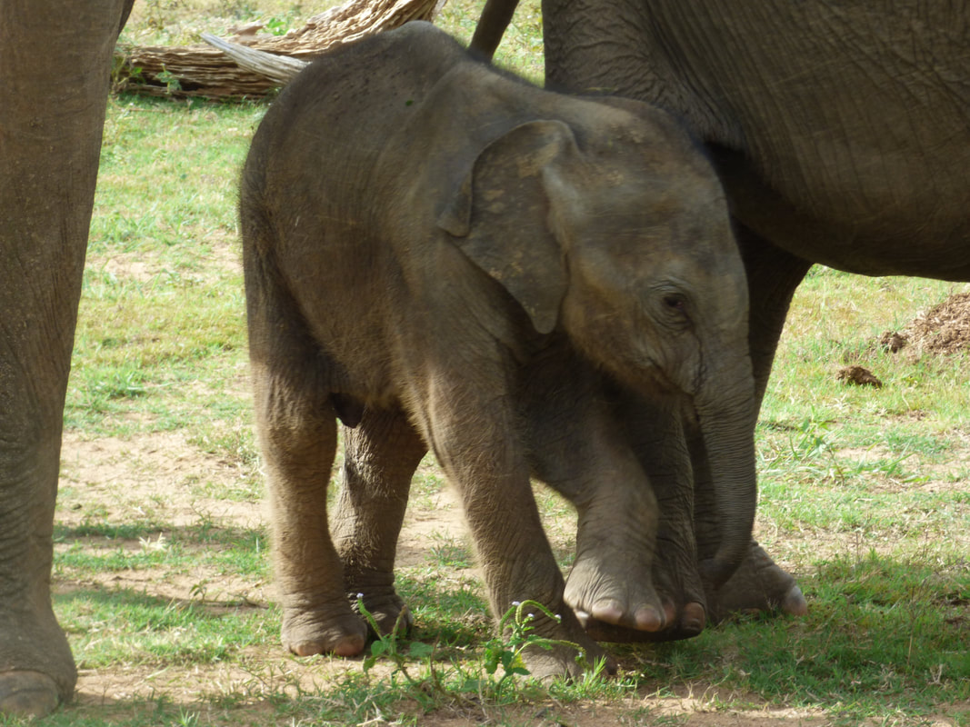 Baby elephant Naveen