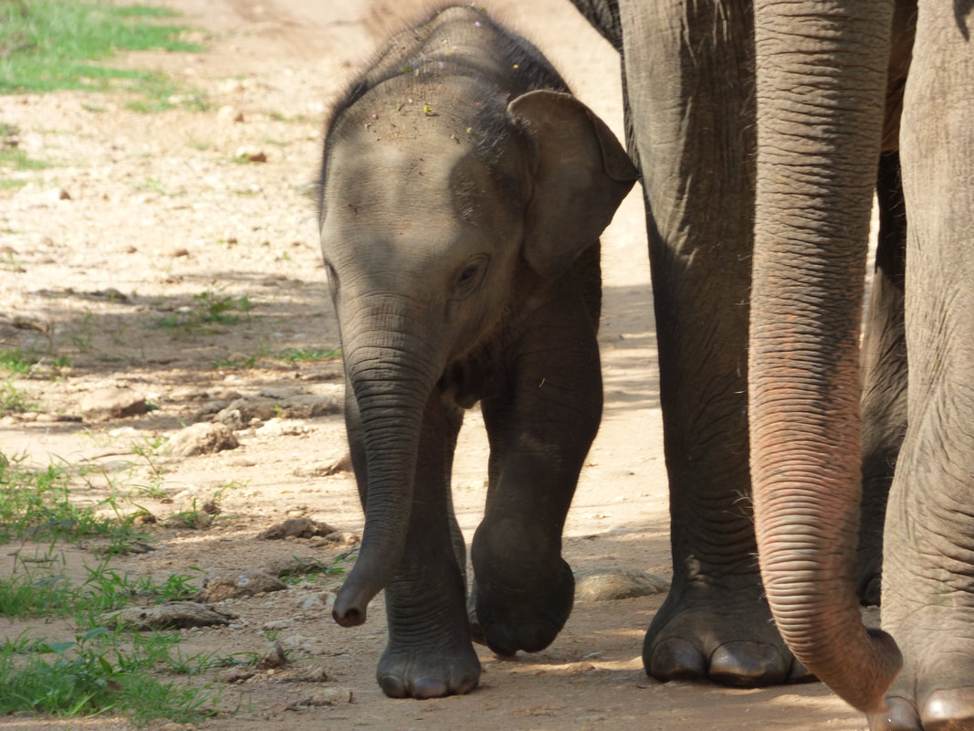 Baby elephant Gayan