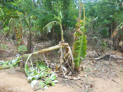 Banana tree damaged by an elephant.