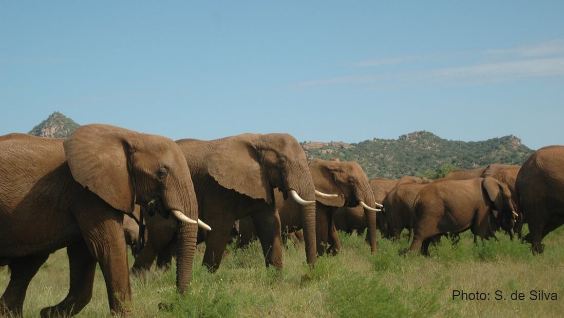 Large wet-season aggregation of African savannah elephants in a protected reserve.