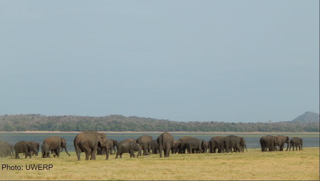 Large dry-season gathering of Asian elephants at a man-made reservoir.