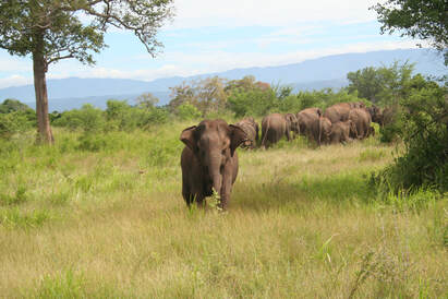 Female Asian elephant charging in defense of her group. Copyright S. de Silva, all rights reserved.