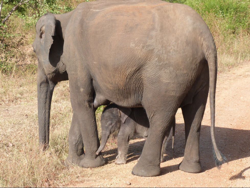 Baby elephant Farina