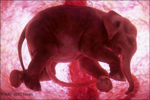 Pink elephant. Elephant foetus in womb.